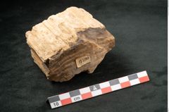 Foto (Seitenansicht) von Plantae indet.  (NHMW-GEO-2024-0188-11590)